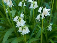 Hyacintovec španělský (Hyacinthoides hispanica)