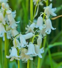 Hyacintovec španělský (Hyacinthoides hispanica)
