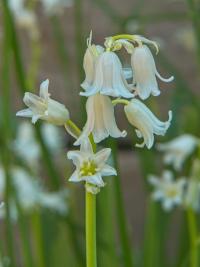 Hyacintovec španělský (Hyacinthoides hispanica)