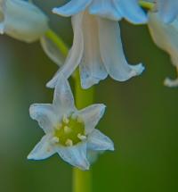 Hyacintovec španělský (Hyacinthoides hispanica)