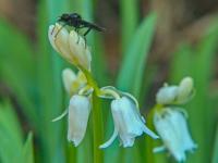 Hyacintovec španělský (Hyacinthoides hispanica)
