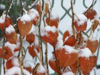 Zima na zahradě mochyně židovská třešeň (Physalis alkekengi)