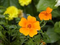 Aksamitník jemnolistý (Tagetes tenuifolia) Aksamitník jemnolistý (Tagetes tenuifolia)
