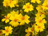 Aksamitník jemnolistý (Tagetes tenuifolia) Aksamitník jemnolistý (Tagetes tenuifolia)