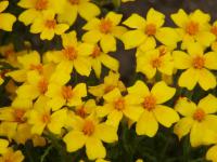Aksamitník jemnolistý (Tagetes tenuifolia) Aksamitník jemnolistý (Tagetes tenuifolia)