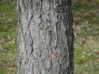 Borovice limba