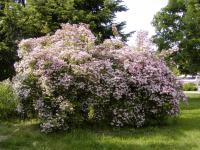 Kolkwitzia amabilis - kolkvície krásná