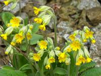 Prvosenka jarní (Primula veris)