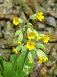 Prvosenka jarní (Primula veris)