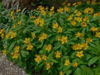 Sasanka pryskyřníkovitá (Anemone ranunculoides)