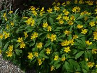 Sasanka pryskyřníkovitá (Anemone ranunculoides)