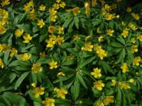 Sasanka pryskyřníkovitá (Anemone ranunculoides)