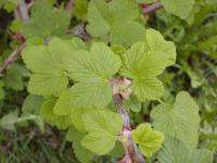 Meruzalka krvavá (Ribes sanguineum)