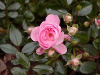 Růže 'The Fairy' - Mnohokvěté růže (Rosa)