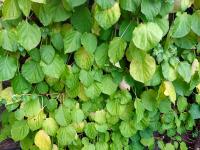 Hortenzie řapíkatá (Hydrangea petiolaris)