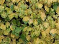 Hortenzie řapíkatá (Hydrangea petiolaris)