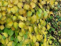 Hortenzie řapíkatá (Hydrangea petiolaris)