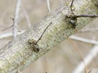 Jilm habrolistý (Ulmus minor)