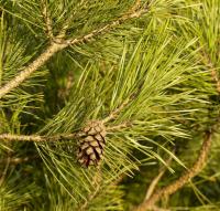 Borovice lesní (Pinus sylvestris)