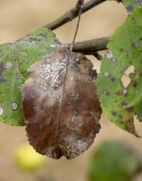 Jabloň lesní (Malus sylvestris)