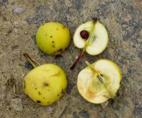 Jabloň lesní (Malus sylvestris)