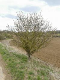 Jabloň lesní - jarní habitus (Malus sylvestris)