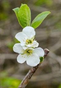Slivoň švestka 'Čačanská lepotica' (Prunus domestica)