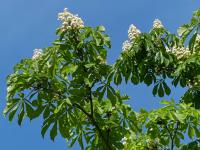 Horse-chestnut