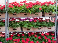Jarní Flora Olomouc - muškáty