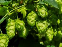 Chmel otáčivý (Humulus lupulus)