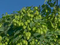 Chmel otáčivý (Humulus lupulus)