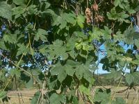 Chmel otáčivý (Humulus lupulus)