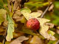 Žlabatka dubová - duběnka (Cynips quercusfolii)