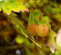 Žlabatka dubová - duběnka (Cynips quercusfolii)