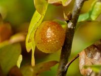 Žlabatka dubová - duběnka (Cynips quercusfolii)