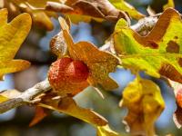 Žlabatka dubová - duběnka (Cynips quercusfolii)