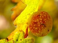 Žlabatka dubová - duběnka (Cynips quercusfolii)