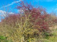 Hloh jednosemenný (Crataegus monogyna)