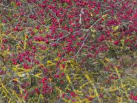 Hloh jednosemenný (Crataegus monogyna)