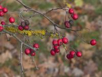 Hloh jednosemenný (Crataegus monogyna)