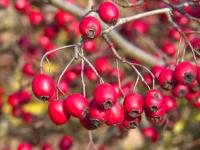 Hloh jednosemenný (Crataegus monogyna)