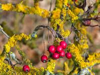 Hloh jednosemenný (Crataegus monogyna)