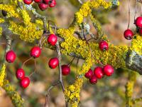 Hloh jednosemenný (Crataegus monogyna)