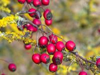 Hloh jednosemenný (Crataegus monogyna)