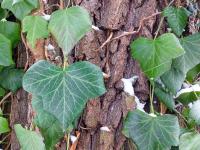 Břečťan popínavý (Hedera helix)