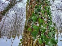 Břečťan popínavý (Hedera helix)