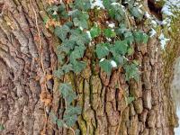 Břečťan popínavý (Hedera helix)