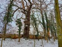 Břečťan popínavý (Hedera helix)