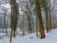 Břečťan popínavý (Hedera helix)