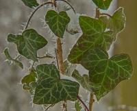 Břečťan popínavý (Hedera helix)